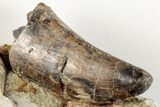 Serrated, Carcharodontosaurus Tooth - Dekkar Formation, Morocco #200523-1